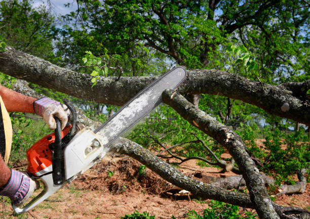 How Our Tree Care Process Works  in  Amherst, TX